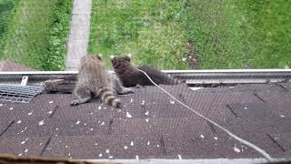 MAMA RACCOON TO THE RESCUE !  PT. 1