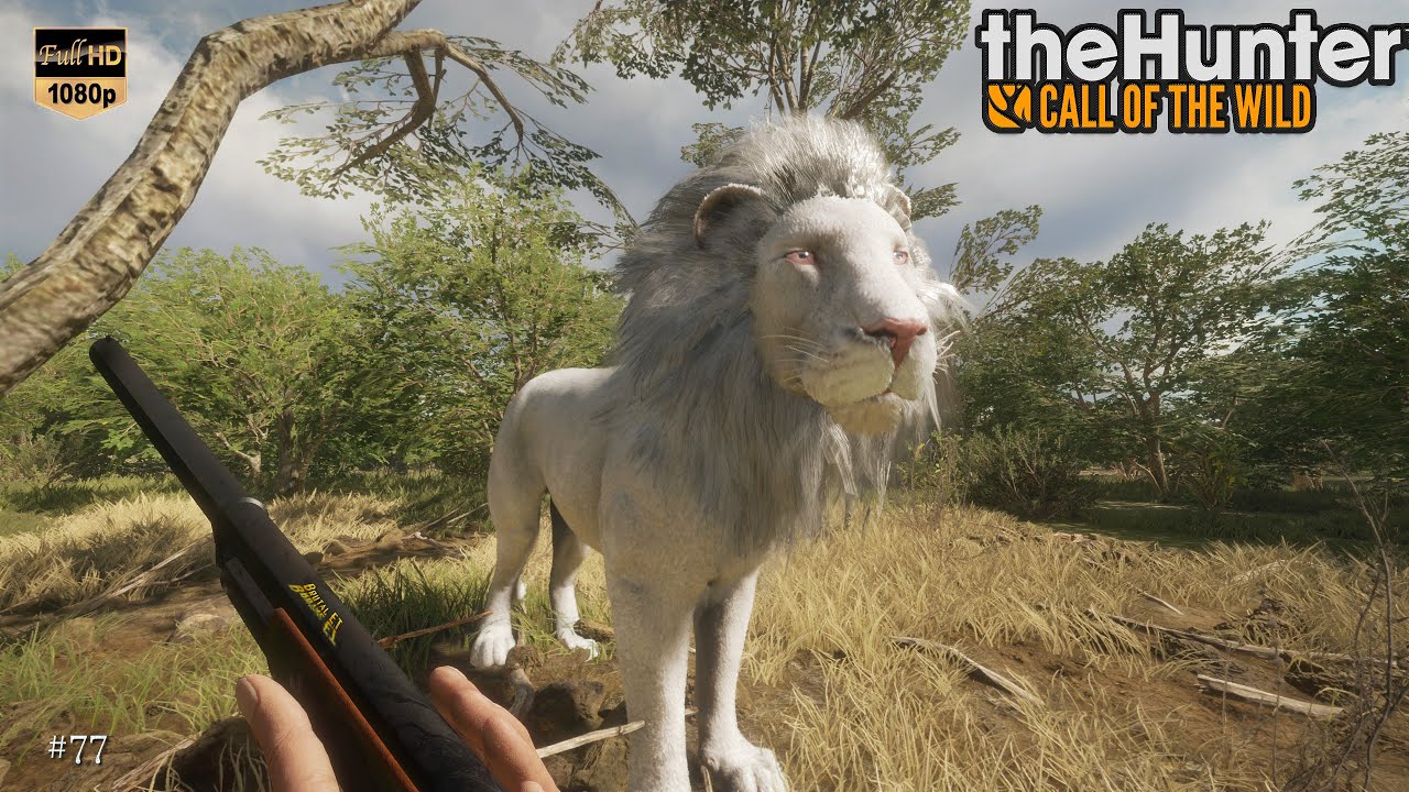 THEHUNTER COTW 77 NOUVELLE CHASSE SUR VURHONGA SAVANNA LION ALBINOS