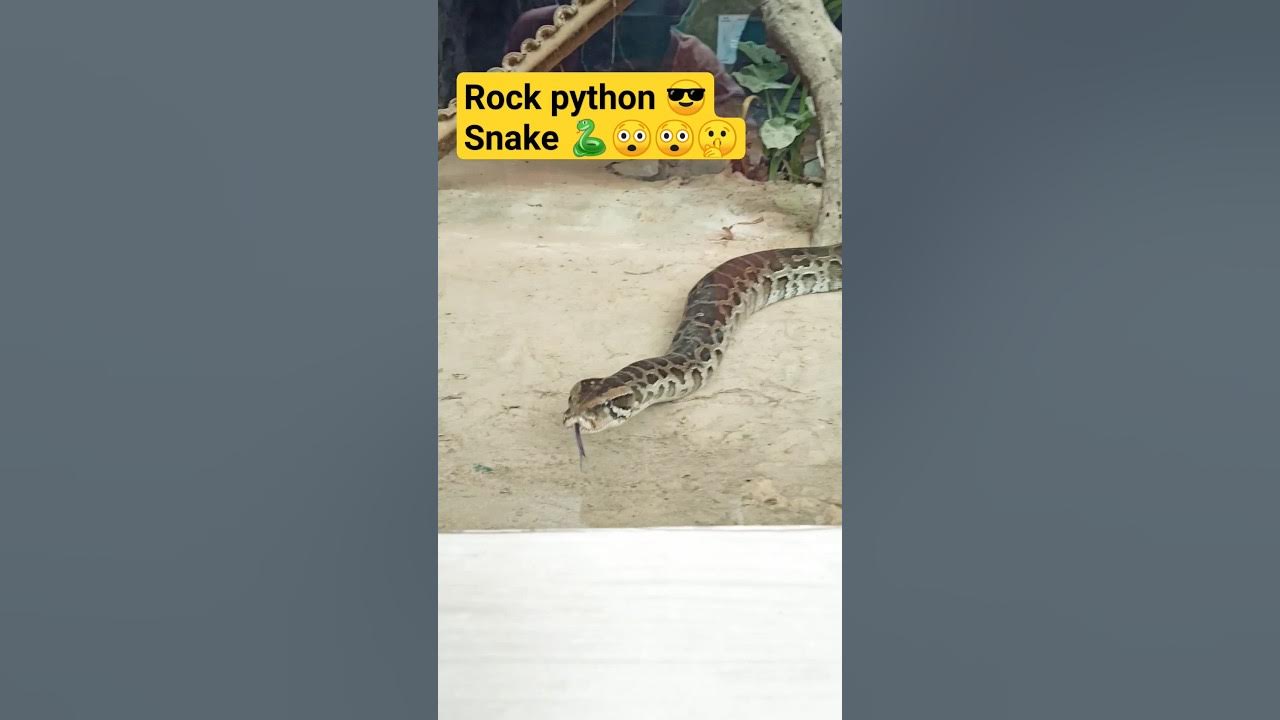 Rock Python snake (Ajgar) and its vomit🐍#shorts #rockpython #ajgar 🤫# ...