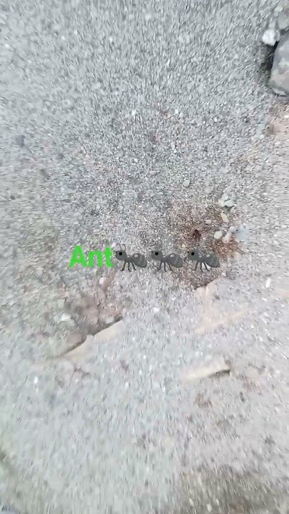 #ant #langgam #kuton #gilata