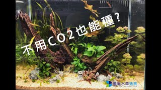 墨耘水草造景(縮時攝影)不需CO2又好維護的草缸造景示範