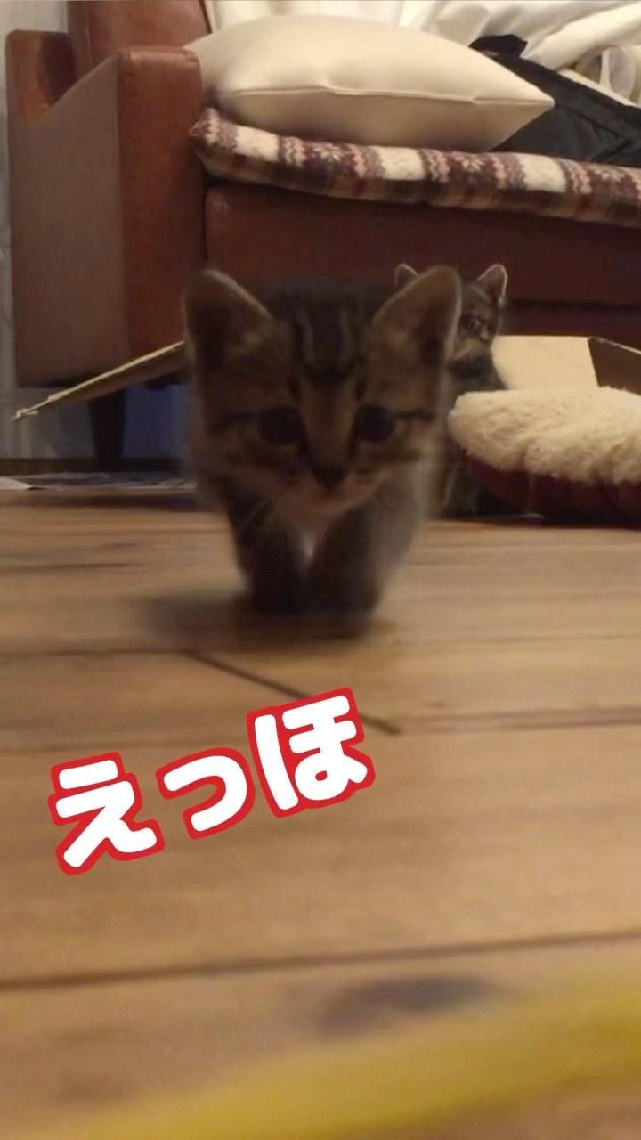 猫3兄弟 トートバッグ小【kuro】(13273) – 株式会社 セラミック藍