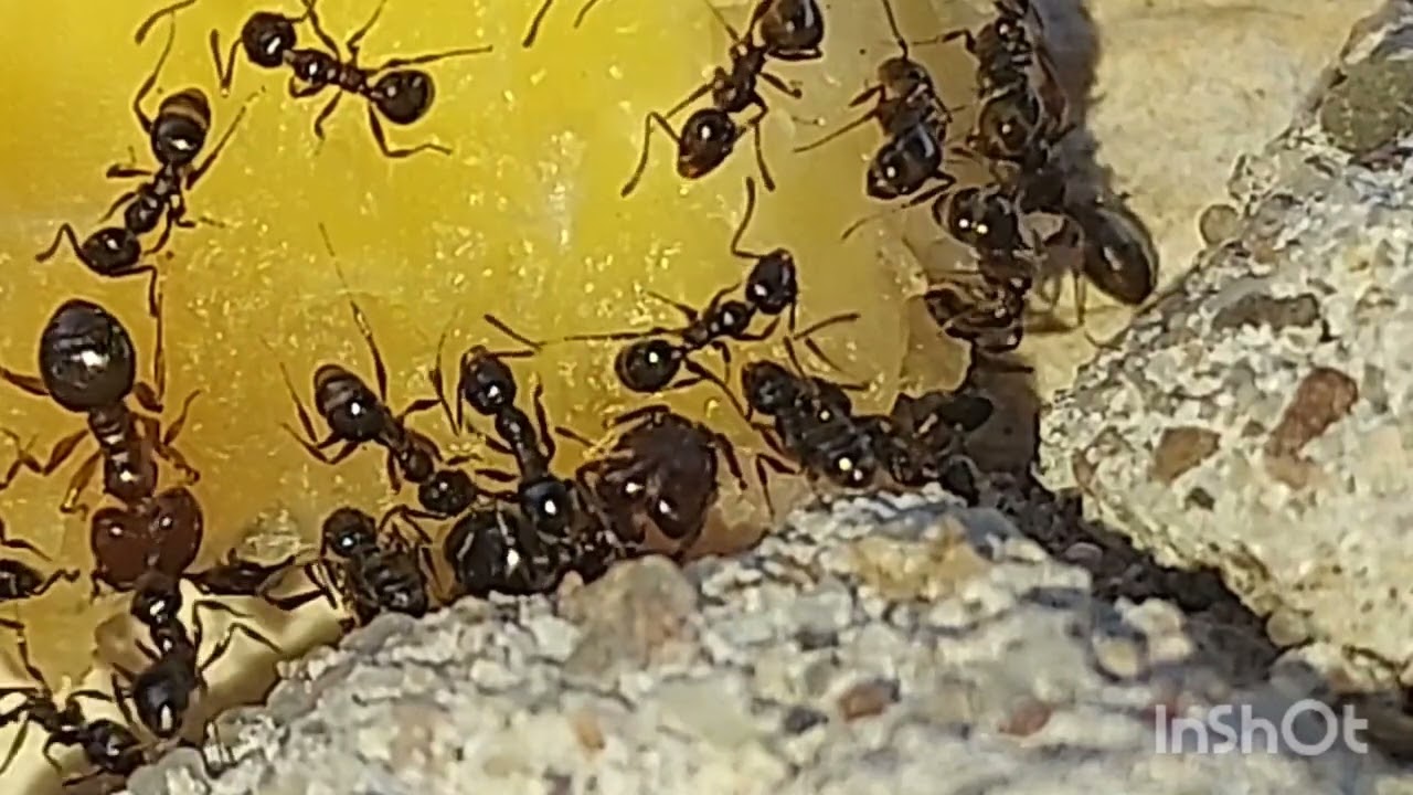 Black big headed ants eating pineapple 