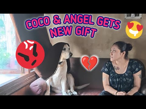 MUM WENT TO PARENT'S HOUSE, AND RETURNS WITH A SURPRISE GIFT FOR COCO & ANGEL FROM GRANDPARENTS 😊🥳🥰😍