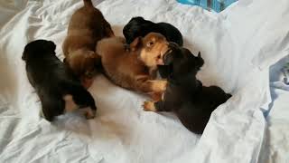 Rescue Dog Pup To Adopt