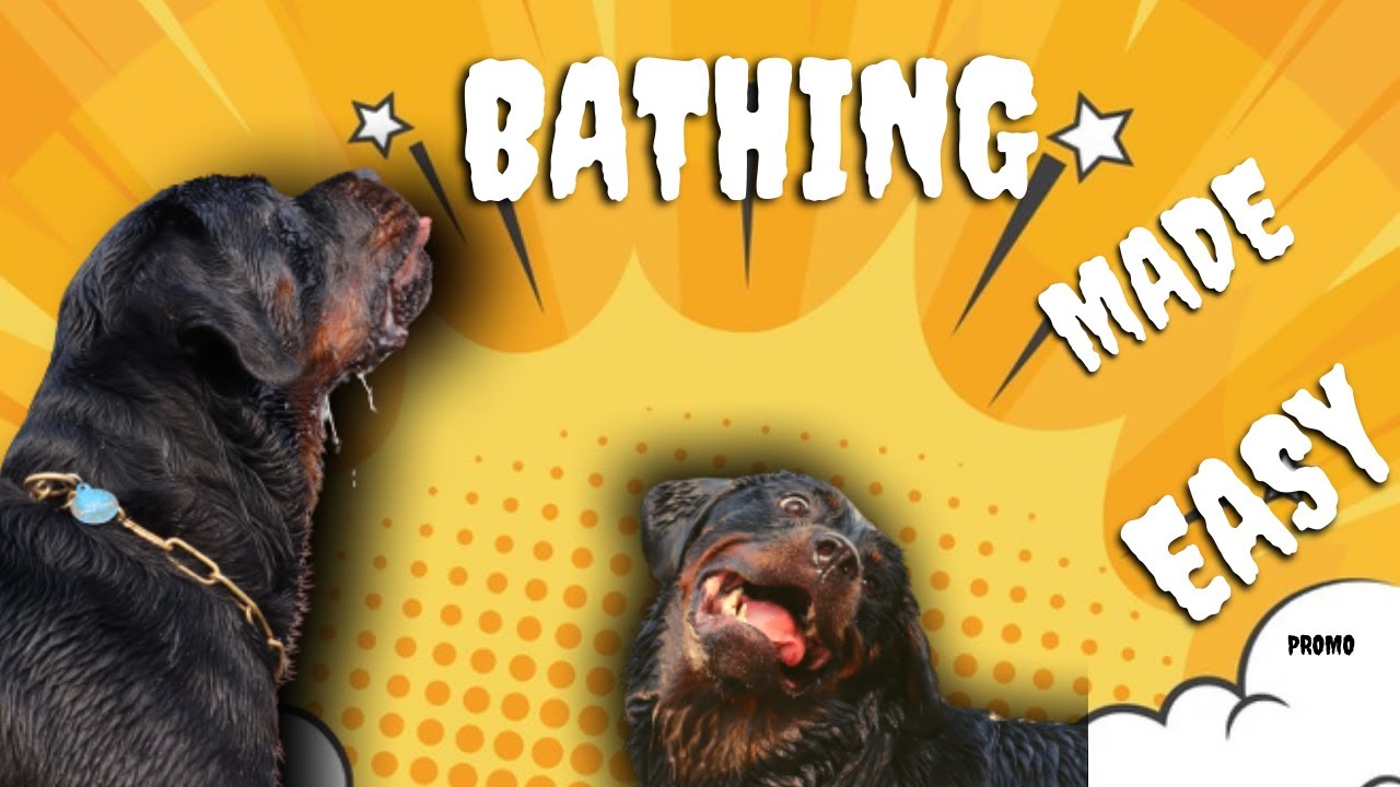 How to Make your Dog like a Bath How to Bathe a Rottweiler Chatty