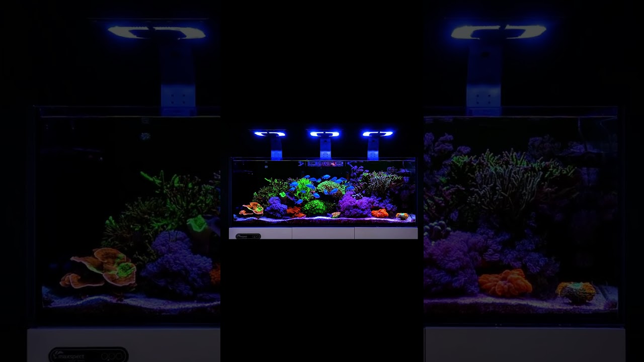 This isn't just light, it's a wake-up call for your corals. 🔥