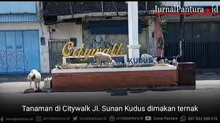 ' Wedus' pun Cari Makan di KCW