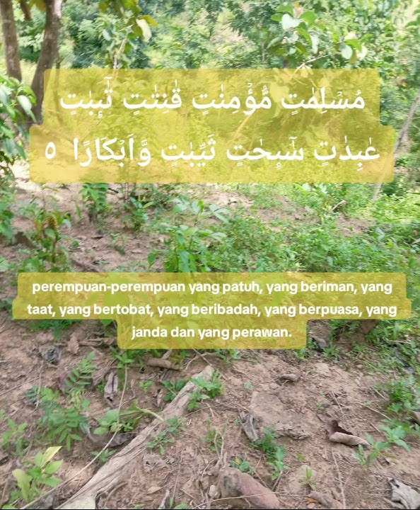 surah At-tahrim ayat 5#tilawahquran #tilawahquran #catatanmotivasi
