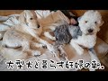 大型犬と妊婦の田舎暮らしモーニングルーティン。