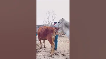 الحصان يتزوج بقره هذا هو هجين الخيل والبقر شيئ عجيب 