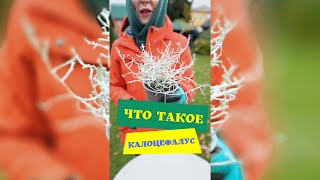 Что такое калоцефалос ? #калоцефалос #блогсадовода #выращиваниерастений