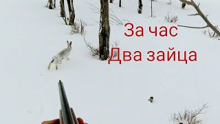 охота на зайца &quot;кто рано встаёт тому бог подаёт&quot;