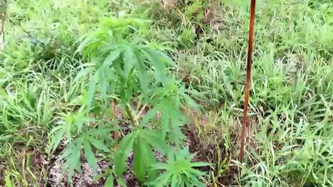 HUGE Autoflower Grow! DIY Low Stress Training for Better Yield!