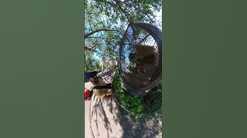 This is not a Sad Story, just Inspire 🙌🫶🦜| Shot with the Insta360 One X2 ♥️ #shorts