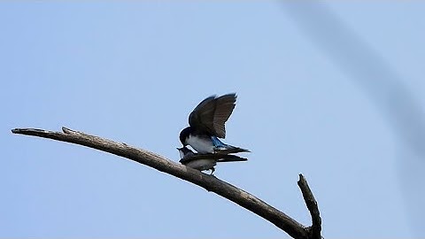 Tree Swallows mating
