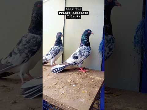 Shok Kro Prince Kamagher Pair||#trending#shorts#reels#viral#views#pigeon#kabootar#kabutar#birds