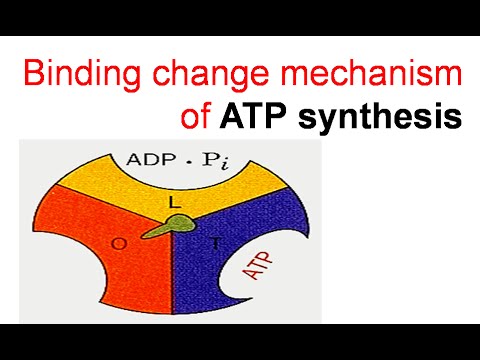 Binding change mechanism of ATP synthesis - YouTube
