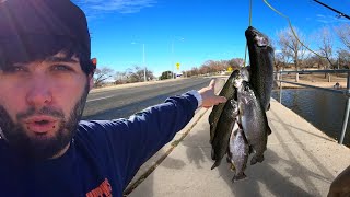 ITS TROUT SEASON BABY!! NEW FISH FOR CICHLID TANK! by Adam Ryan 546 views 4 months ago 17 minutes