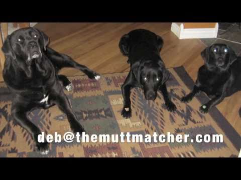 Billy Joel's We Didn't Start The Fire Parody Dog Breeds by Deb Nabb The Mutt Matcher