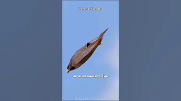 الشاهين اسرع حيوان في العالم 