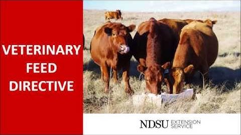 Understanding the Veterinary Feed Directive