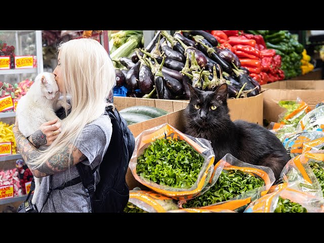 The Amazing Market Cats of Chile (Gatos de la Vega!)