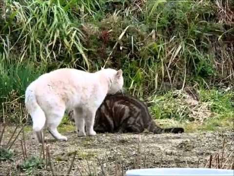 猫の縄張り争い Youtube