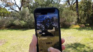 iPhone 13/13 Pro: How to Take a Panorama Picture In Camera App screenshot 1