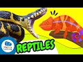 🐊🦎 TODO sobre los REPTILES: Cocodrilos, Lagartos, Serpientes | Vídeos Educativos @HappyLearningES