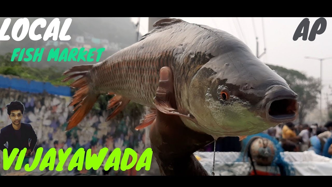 Vijayawada fish market wholesale fish market vijayawadafishmarket