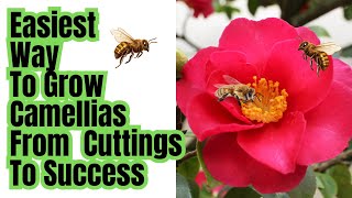 How To Grow Camellias From Stem Cuttings | Using Multiple Potting Methods To Guarantee Success