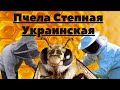 Пчела Украинская!