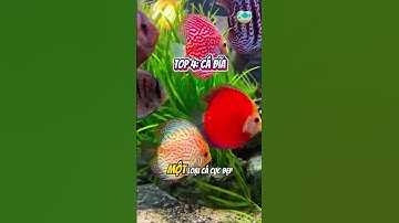 TOP những dòng cá có tuổi thọ cao nhất - Thủy Sinh 4U