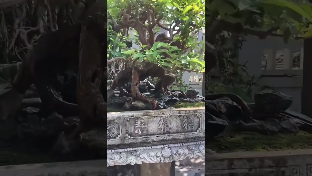 逸出 【峰巒】水石 骨董 古美術 盆石 盆栽 鑑賞石 観賞石 太湖石