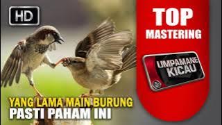 kebanyakan pemain murai batu suka dengan isian ini