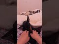 Chihuahua Needs Scratches Before Bed #Shorts #Chihuahua #ASMR #CuteDog #DogShorts