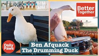 Ben Afquack the Drumming Duck is a Musical Sensation | Better Together | Daily Paws