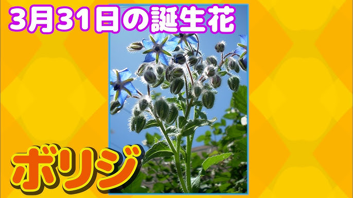2月27日の誕生花 マドンナリリー どんな花 あなたに送る花言葉は Youtube