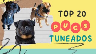 Top 20 Pugs Tuneados (NO LO PODRAS CREER).