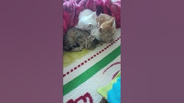 #قرآن #سورة_المؤمنون #freefire #ياسر_الدوسري #اكسبلور #garenafreefire #cat #مطر #fifa #امطار