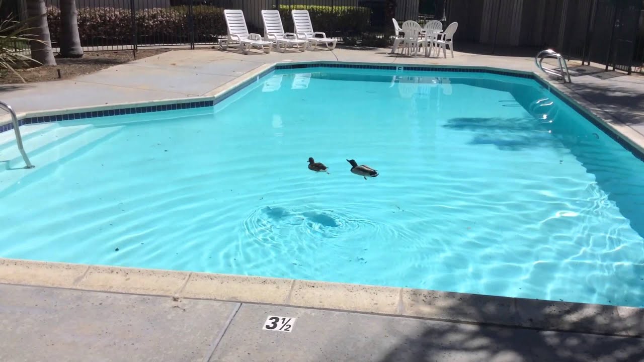 Mallard Ducks in an apartment complex pool. YouTube