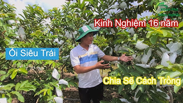 Mê Mẫn Với Vườn Ổi Siêu Trái Của Anh Nông Dân 16 Năm Kinh Nghiệm - Phần 1 || Khám Phá Nông Nghiệp