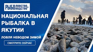 Рыбалка в Якутии. Ловля неводом зимой на озере Чыаппара. Мунха.