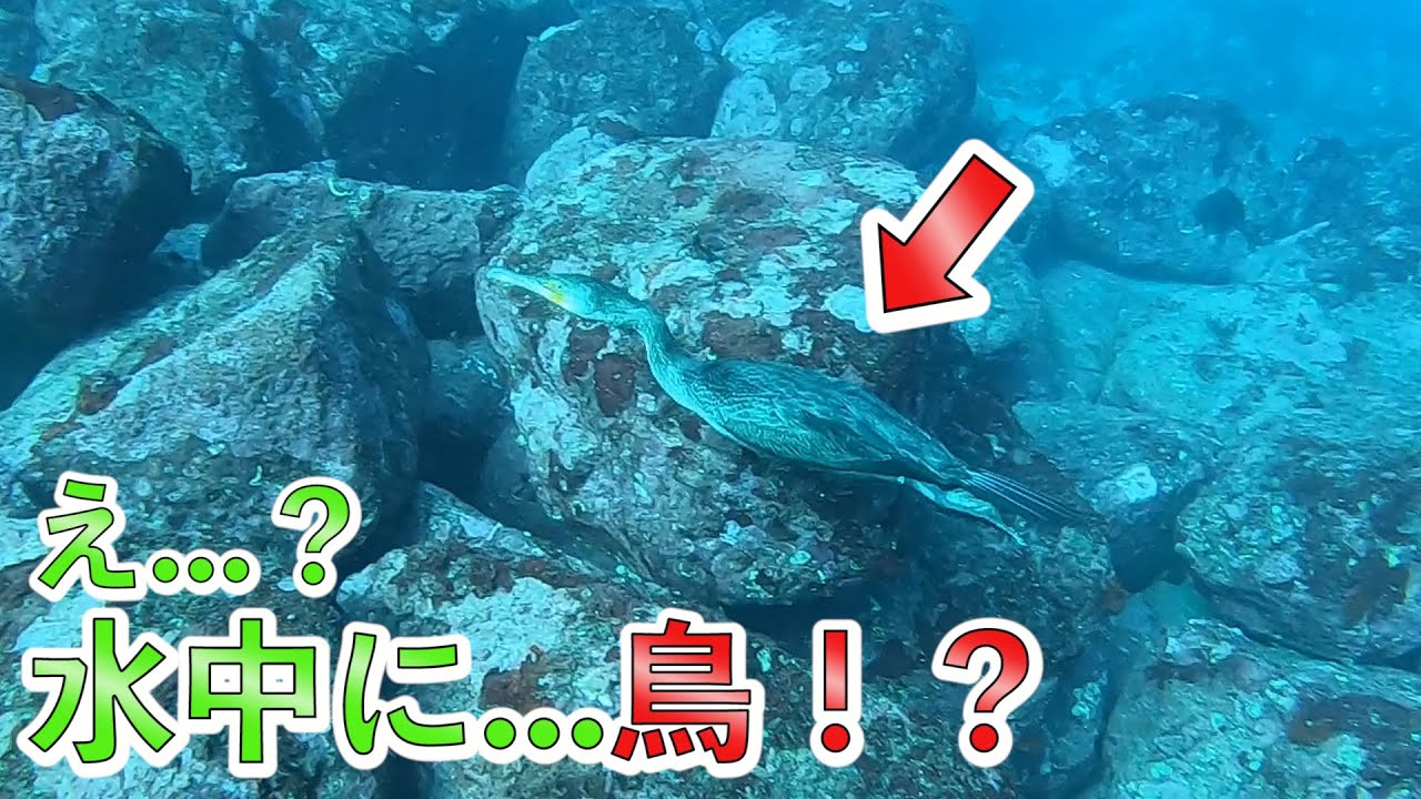 貴重映像！？】ダイビング中に鳥に遭遇！ここ水中ですけど！？江之浦