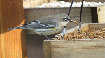 Want to attract more birds to your feeder? Watch this video and find out!