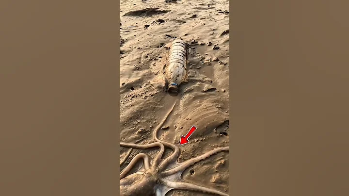 How did the octopus get inside the bottle 😧😧 #shorts