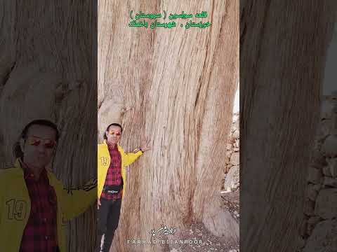 قلعه سول سون سروستان خوزستان شهرستان باغملک درخت تنومند سرو با قدمتی سه هزار و پانصدسال