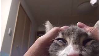 気持ち良すぎて白目になる猫 ノルウェージャンフォレストキャット Cat, become the white of the eye too comfortably. Norwegian.