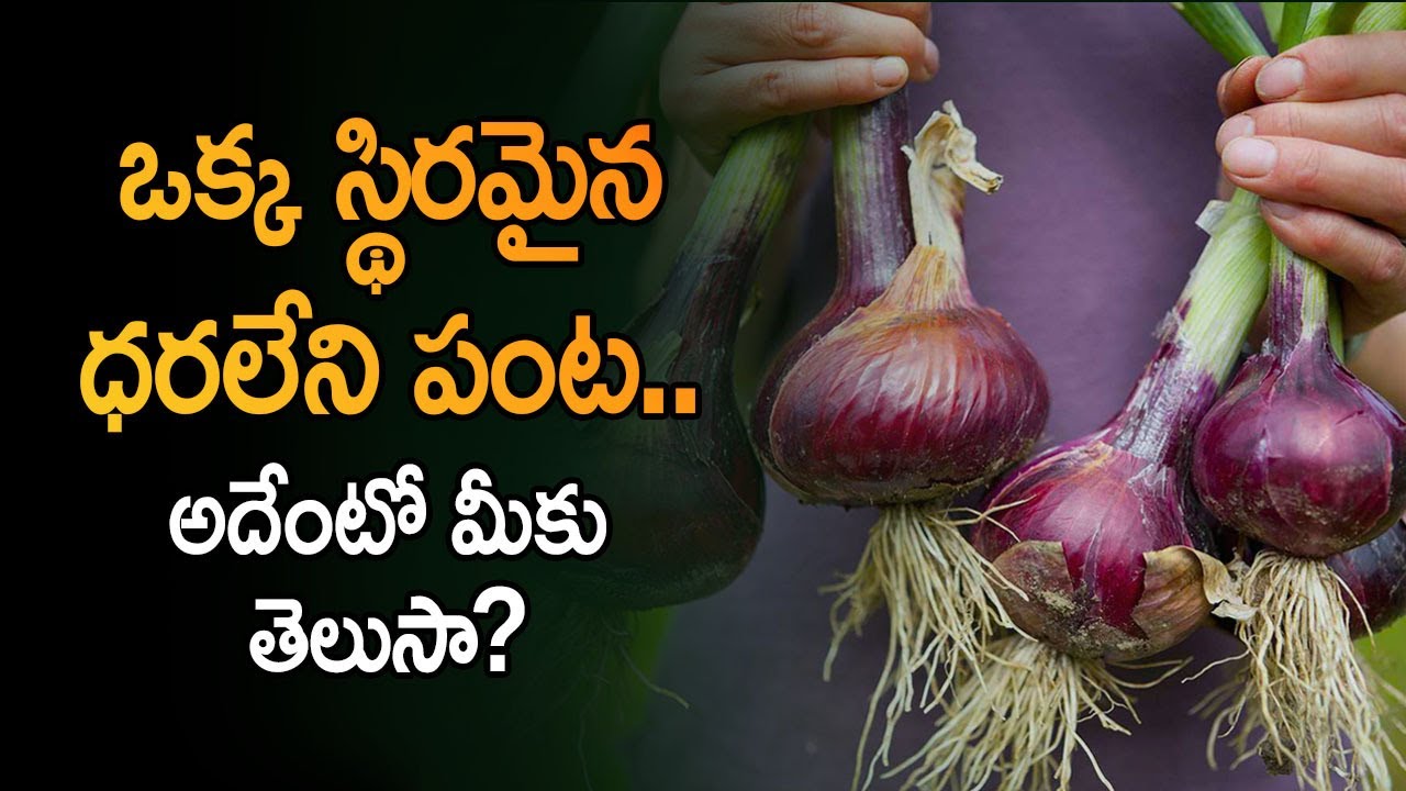 Profitable Onion Farming Techniques In India Onion Farming Details In Telugu Ambika YouTube